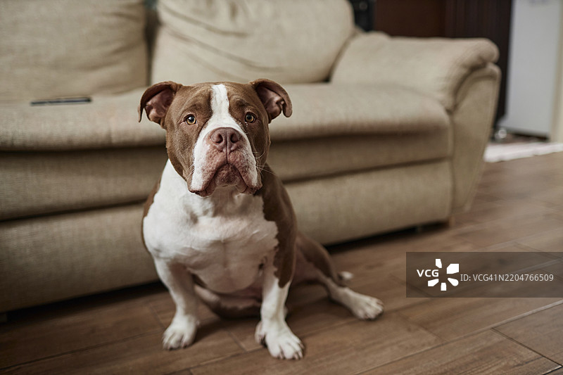 坐在米色沙发前的美国斗牛犬图片素材