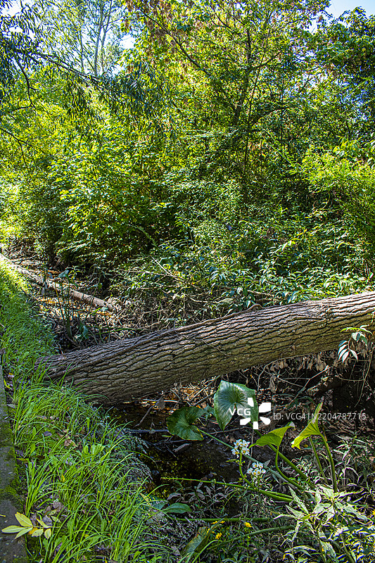 倒下的树木和植被。阿根廷布宜诺斯艾利斯的蒂格雷。图片素材