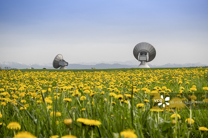 满是黄色蒲公英花和卫星天线的草地图片素材