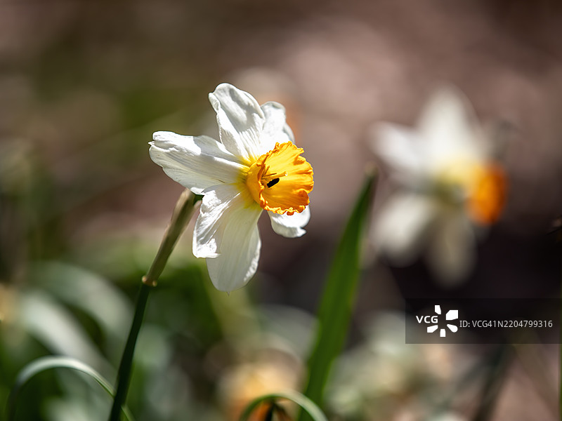 白色水仙花图片素材