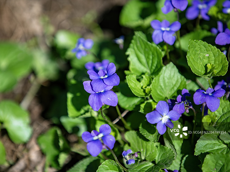 春天的甜美紫罗兰图片素材