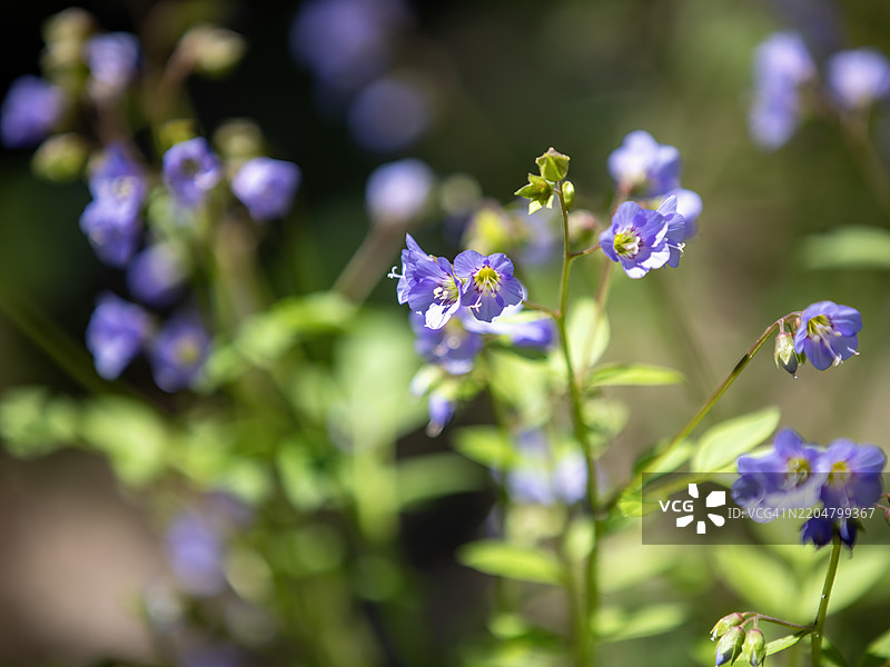 春天的雅各布梯子花图片素材