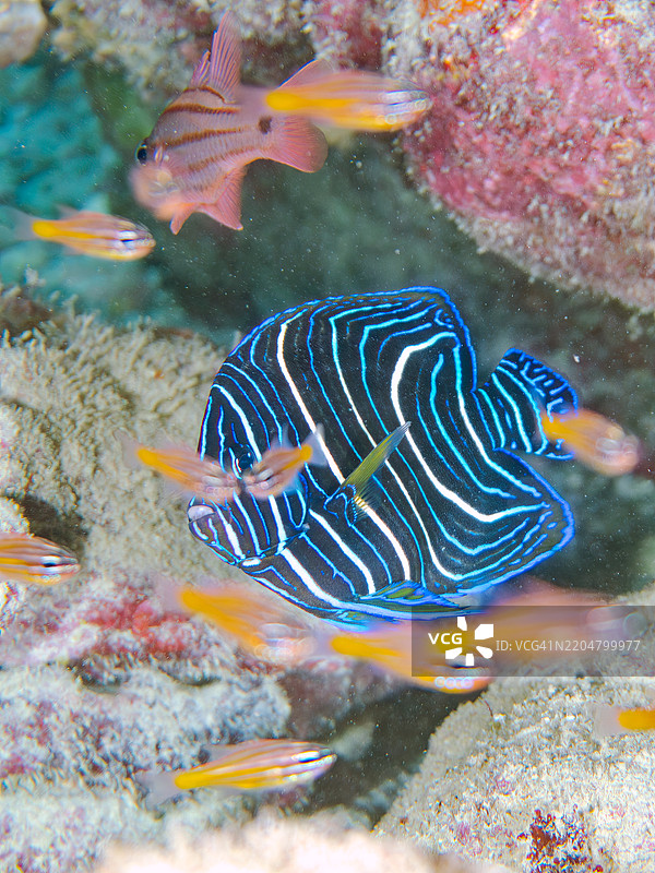 美丽而大型的斑马天使鱼（Pomacanthus semicirculatus）及其他鱼类。一群美丽的幼年南方橙线红雀鱼（Ostorhinchus properuptus）和其他幼鱼。图片素材