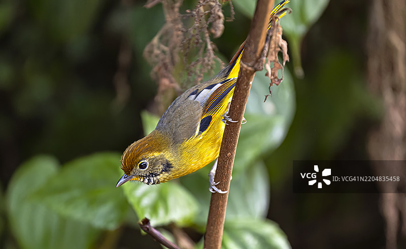 巴喉小雀（Chrysominla strigula）可爱的小黄鸟栖息在泰国热带雨林的树枝上特写。图片素材