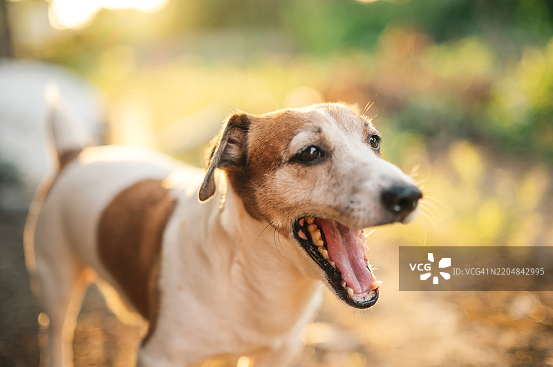 小狗杰克罗素梗坐在开阔的绿色空间中，神情专注，展现出它顽皮的天性。图片素材