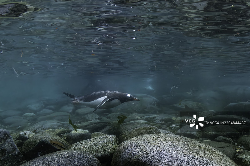 在南极洛克罗伊港，温带企鹅在浅水中游泳。图片素材