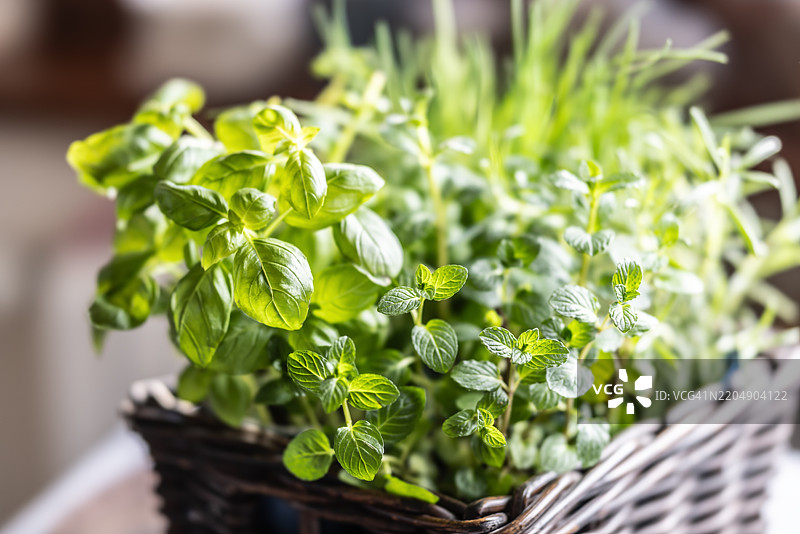 一个装满烹饪香草的篮子，包括罗勒、香蜂草、薄荷和细香葱图片素材