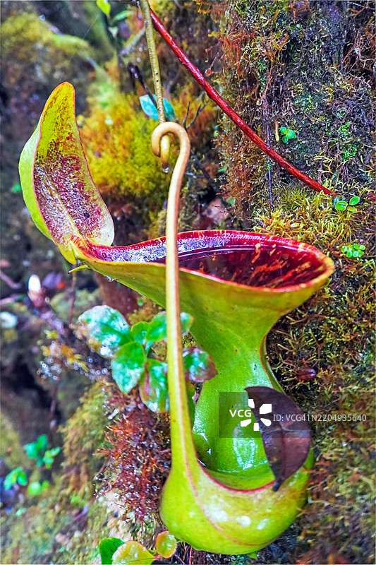 近距离拍摄的低伊瓶子草，盛满雨水，生长在马来西亚沙巴坦布南的辛辛山峰顶小径上。图片素材