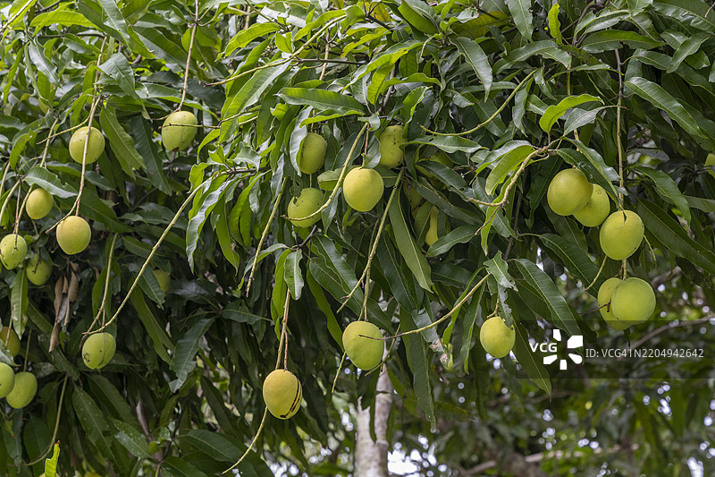 芒果树 - 枝头挂满果实，尼尔岛，沙希德德维普，安达曼和尼科巴群岛图片素材