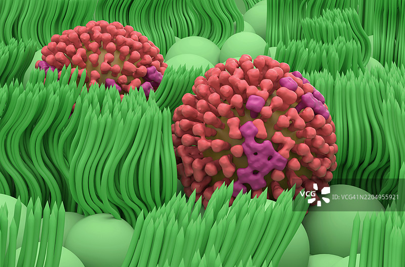 鼻腔内衬上的流感病毒插图图片素材