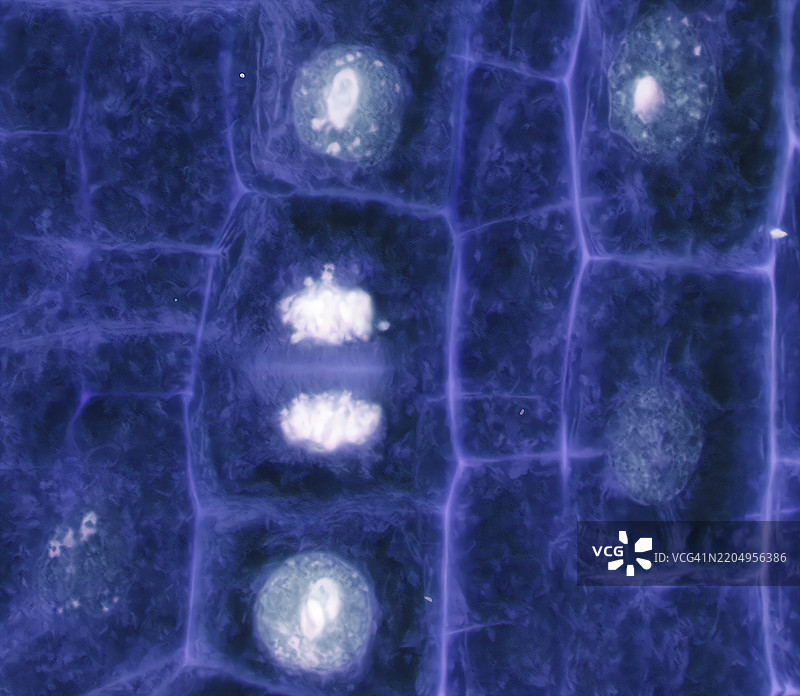 植物细胞有丝分裂，光学显微镜观察图片素材