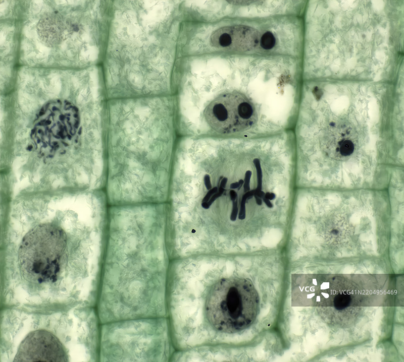 植物细胞有丝分裂，光学显微镜观察图片素材