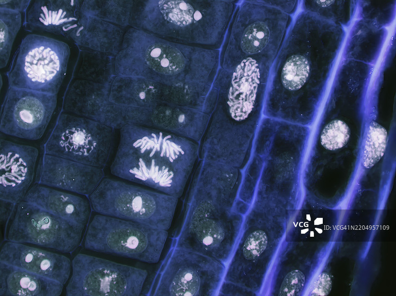 植物细胞有丝分裂，光学显微镜观察图片素材