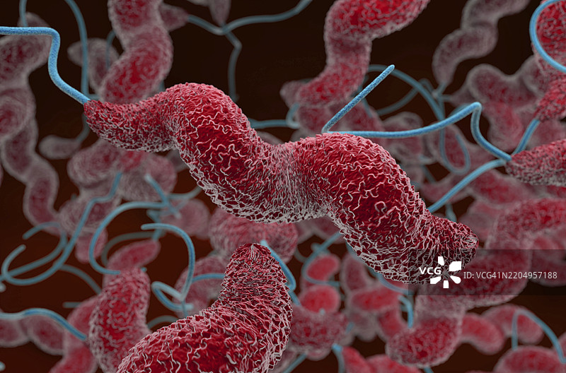 弯曲杆菌（Campylobacter jejuni）细菌插图图片素材