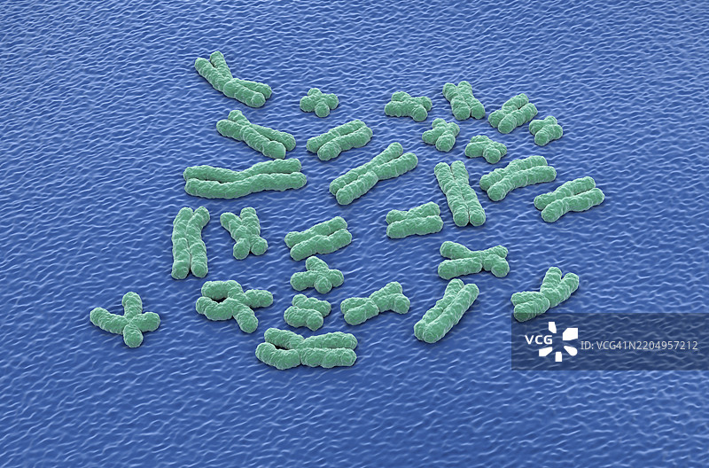 染色体插图图片素材