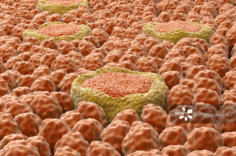 味蕾插图图片素材