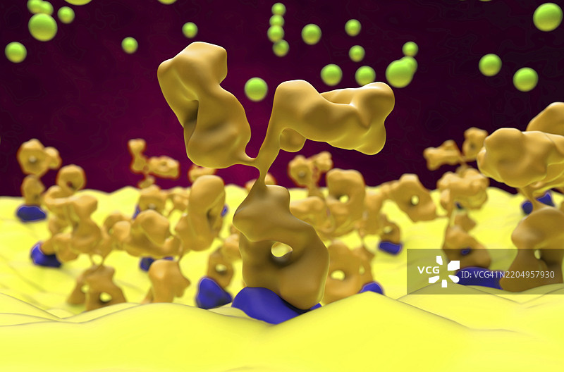 重症肌无力的神经肌肉接头插图图片素材