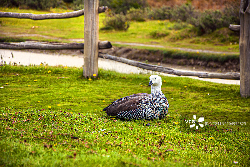 大白背雁。Cauquén Real。该地区的典型鸟类。阿根廷火地岛国家公园。图片素材