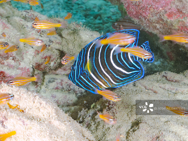 美丽而大型的斑马天使鱼（Pomacanthus semicirculatus）及其他鱼类。一群美丽的幼年南方橙线红雀鱼（Ostorhinchus properuptus）和其他幼鱼。图片素材