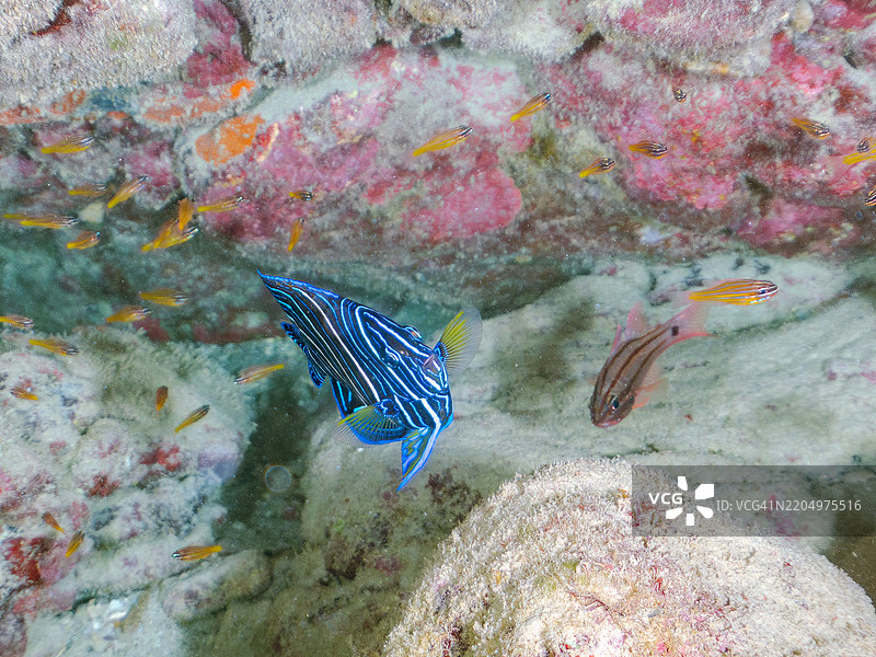 美丽而大型的斑马天使鱼（Pomacanthus semicirculatus）及其他鱼类。一群美丽的幼年南方橙线红雀鱼（Ostorhinchus properuptus）和其他幼鱼。图片素材