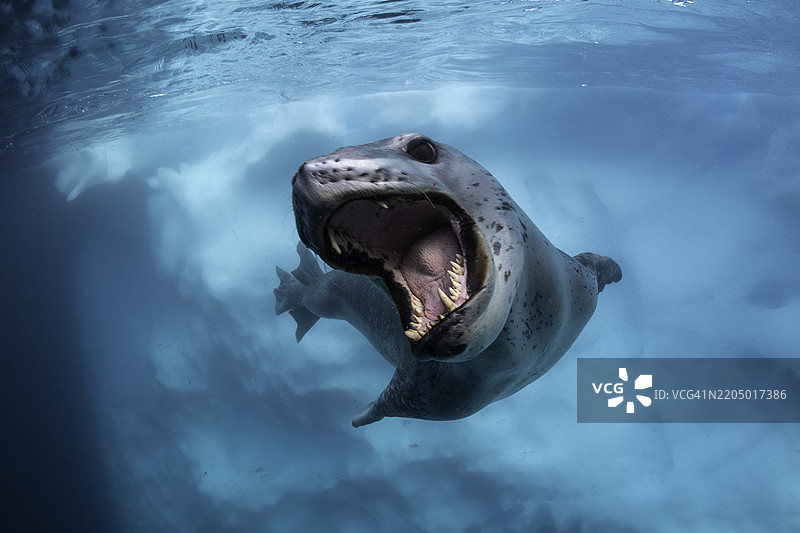 展示威胁行为的豹海豹，洛克罗伊港，南极洲。图片素材