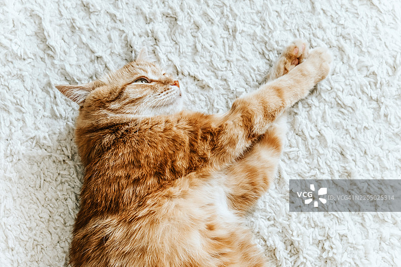 橘色猫咪在地板上休息。留白空间。图片素材