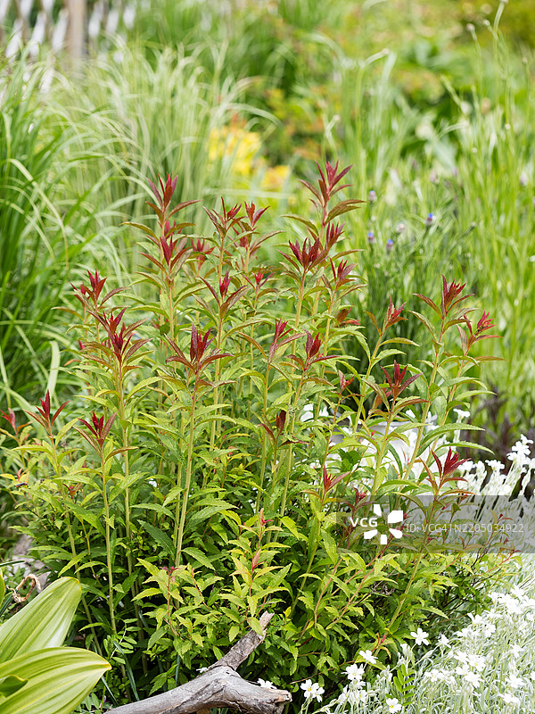 春季花坛混合边界，种植了多年生植物、观赏草和灌木。焦点是新鲜的日本海棠灌木，红色顶叶生机勃勃。图片素材