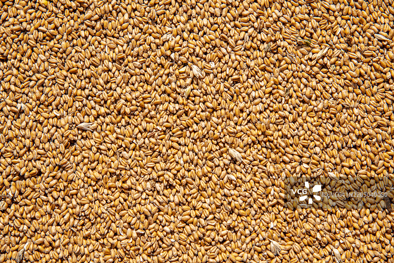 托斯卡纳，皮恩扎附近传统意大利谷物的种植图片素材