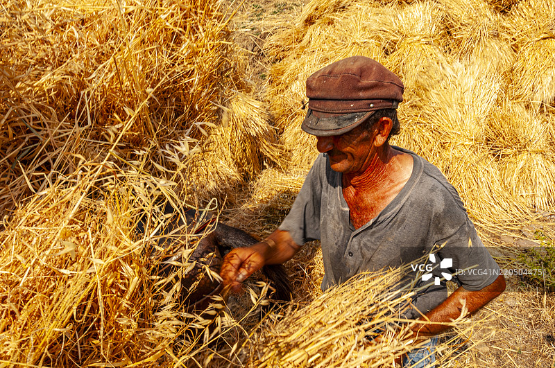 希腊，卡托梅里亚的小麦收割图片素材