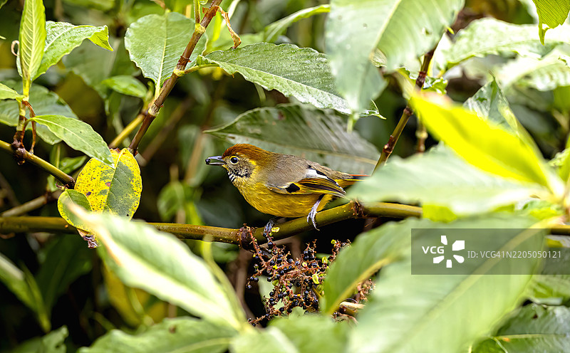巴喉小雀（Chrysominla strigula）可爱的黄色小鸟在泰国热带雨林的树枝上栖息特写。图片素材