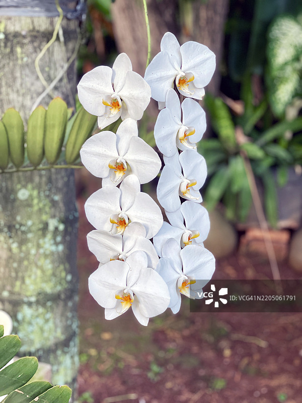 白色亚洲兰花图片素材