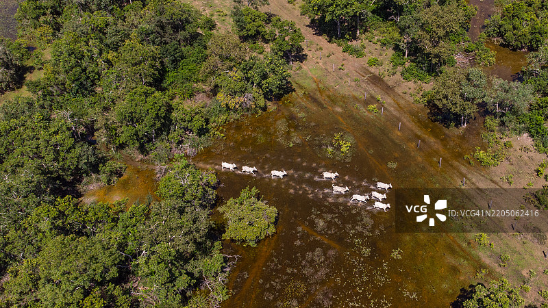 牛群穿越潘塔纳尔的洪水区域图片素材