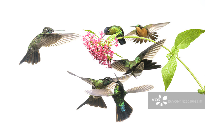 巴拿马云雾森林中，领地蜂鸟为一朵花展开激烈争斗图片素材