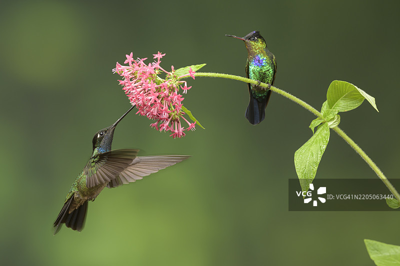 蜂鸟等级 – 塔拉曼卡蜂鸟与火喉蜂鸟争夺花蜜图片素材