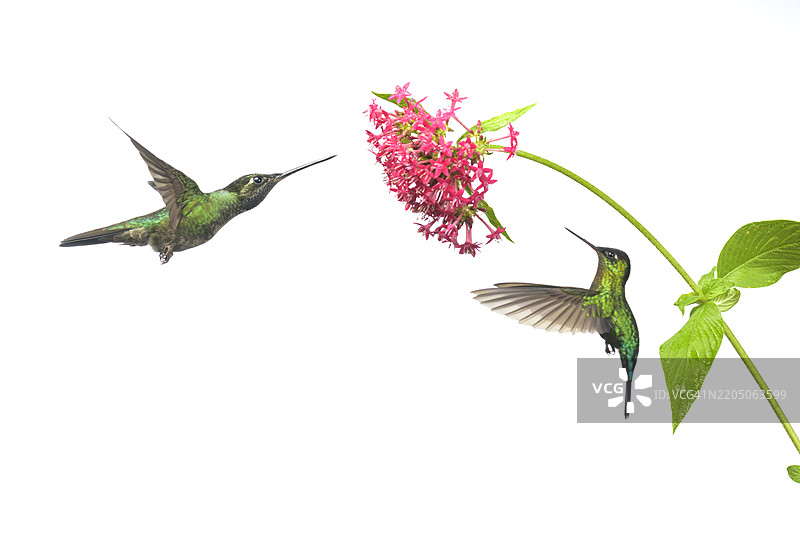 塔拉曼卡蜂鸟和绿冠辉煌蜂鸟在巴拿马的云雾森林中争夺花蜜图片素材