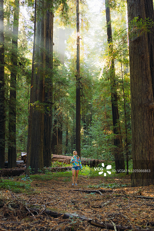日出时分，女人在红木森林中漫步图片素材
