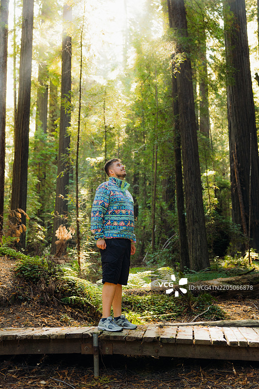 日出时分，侧面视角的男子在红杉森林中行走图片素材