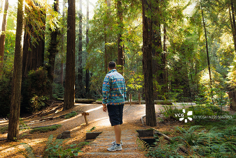 日出时分，旅行者在红木森林中行走的背影图片素材
