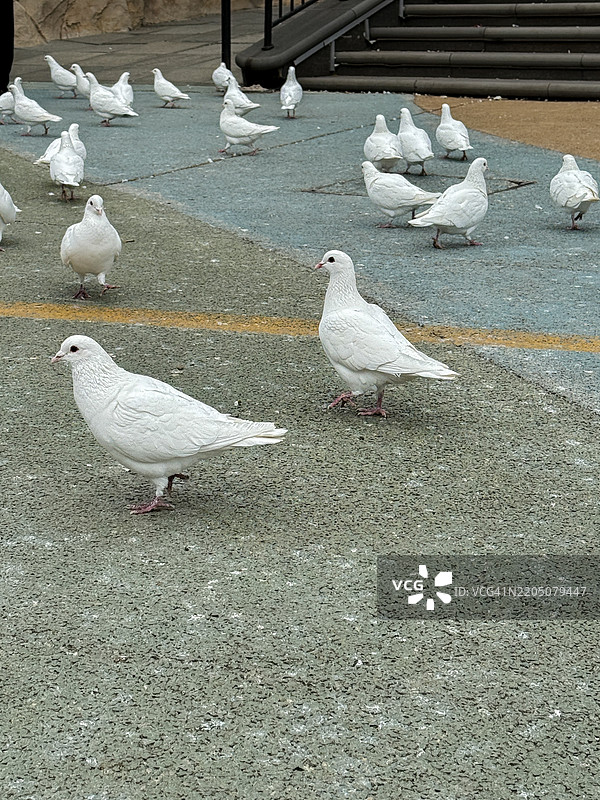一只海鸥在烟台渔人码头公园的地面上行走图片素材
