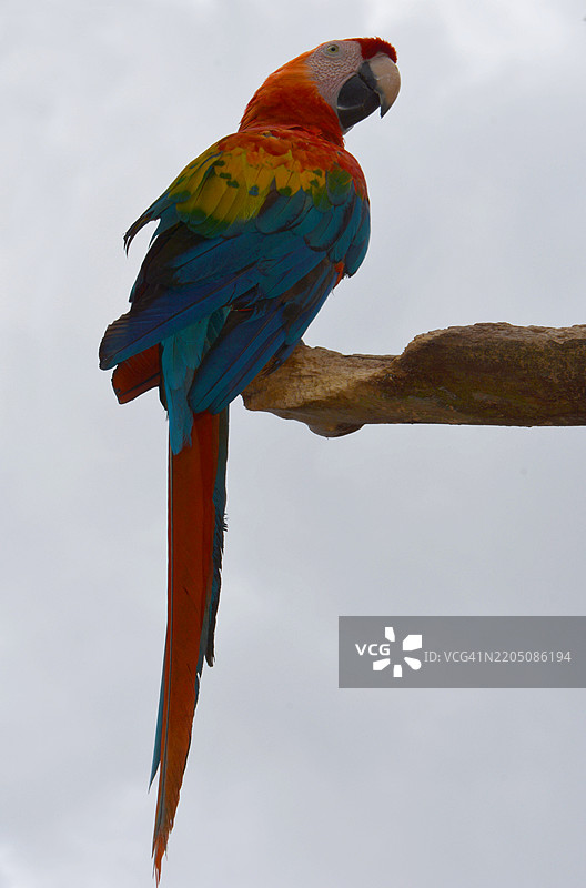 厄瓜多尔的鹦鹉（阿拉）肖像图片素材