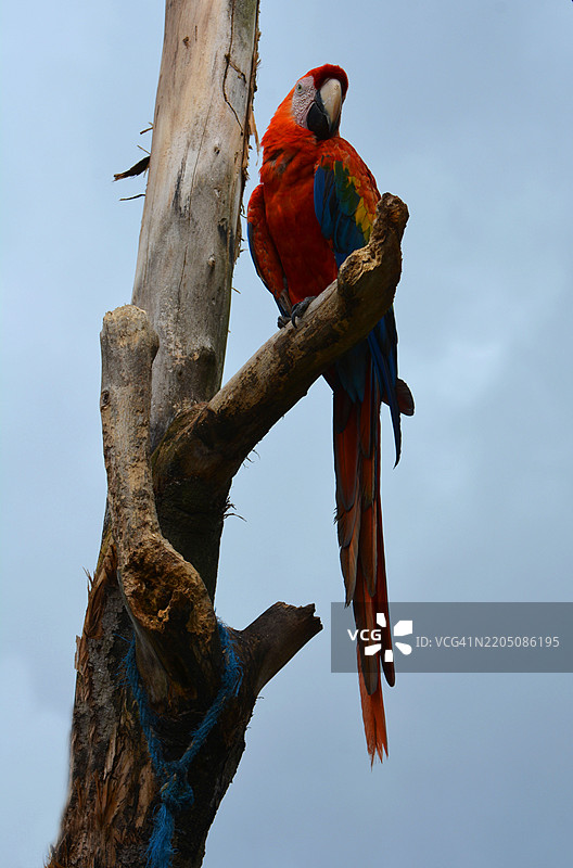 厄瓜多尔的鹦鹉（阿拉）肖像图片素材
