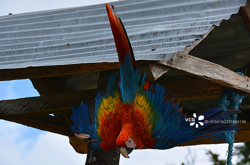厄瓜多尔的鹦鹉（阿拉）肖像图片素材
