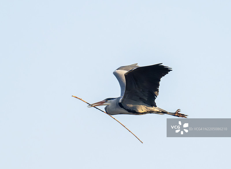 一只灰鹭（Ardea cinerea）在英国斯塔福德郡的米德尔顿湖携带筑巢材料。图片素材