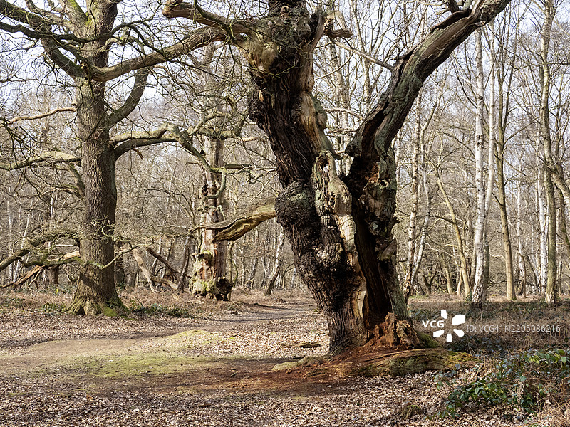 英国诺丁汉郡埃德温斯托的舍伍德森林中的古老橡树。图片素材