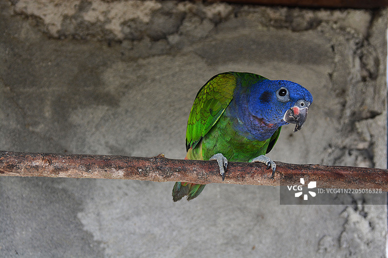 厄瓜多尔的绿色鹦鹉肖像图片素材