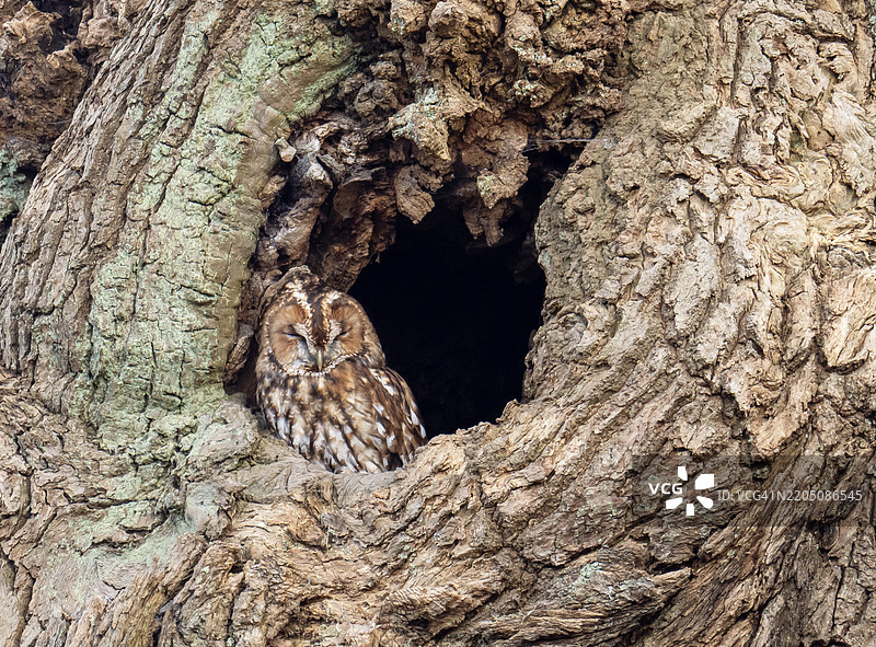 一只棕色猫头鹰（Strix aluco）栖息在诺丁汉郡埃德温斯托的舍伍德森林古老的橡树上。图片素材