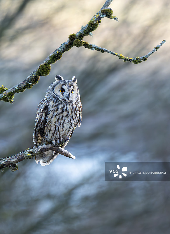 一只长耳鸮（Asio otus）栖息在兰开夏郡伯恩利上方的荒原树上。图片素材