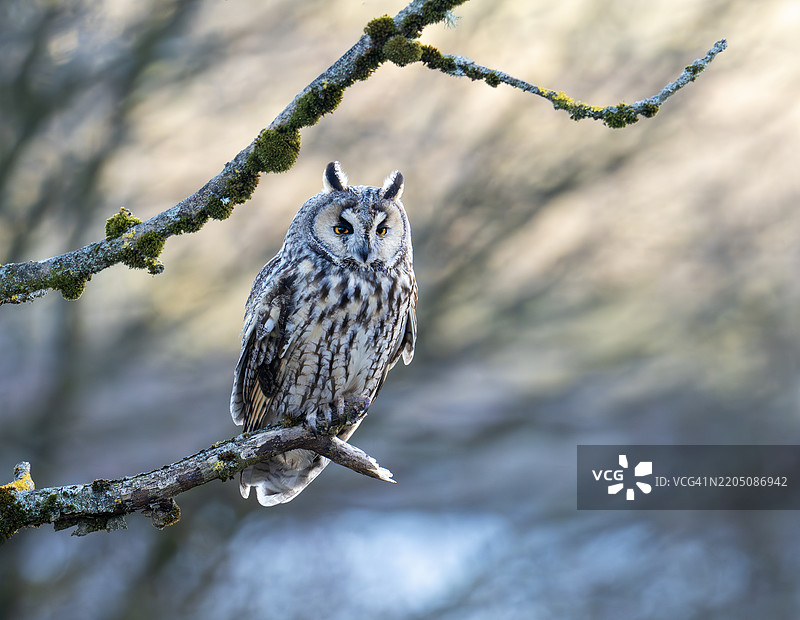 一只长耳鸮（Asio otus）栖息在兰开夏郡伯恩利的荒原树上。图片素材