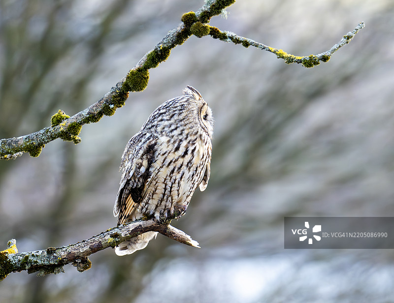 一只长耳鸮（Asio otus）栖息在兰开夏郡伯恩利上方的荒原树上。图片素材