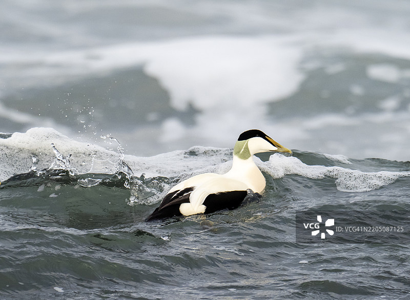 普通海鸭，Somateria mollissima，在英国诺森伯兰的班布尔海滩乘风破浪。图片素材